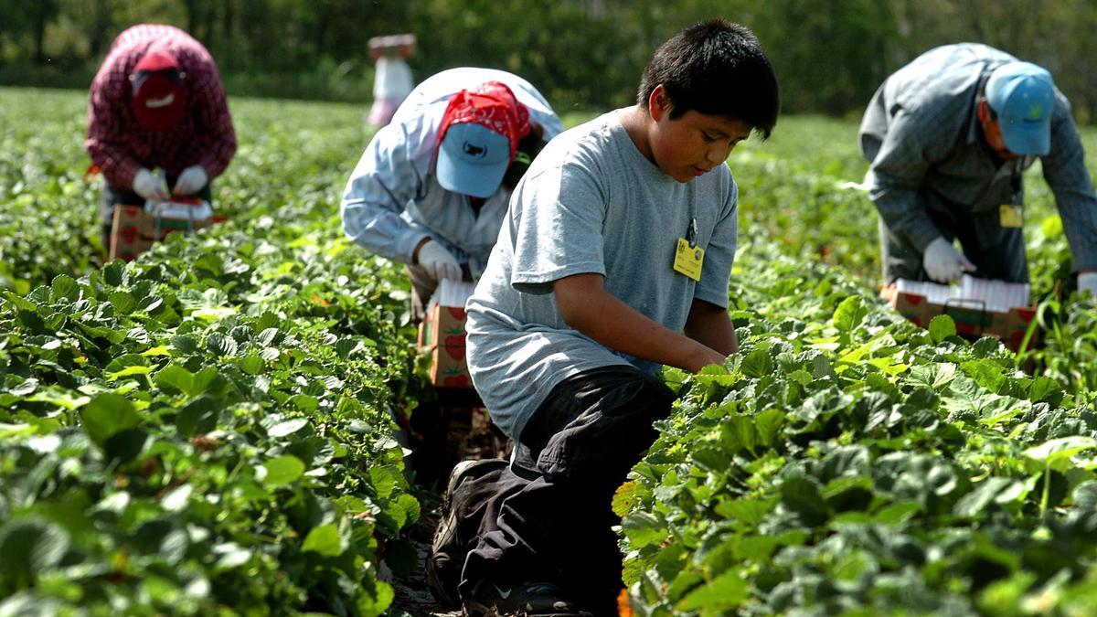 En México trabajan 3.7 millones de menores de edad. Foto: Especial.
